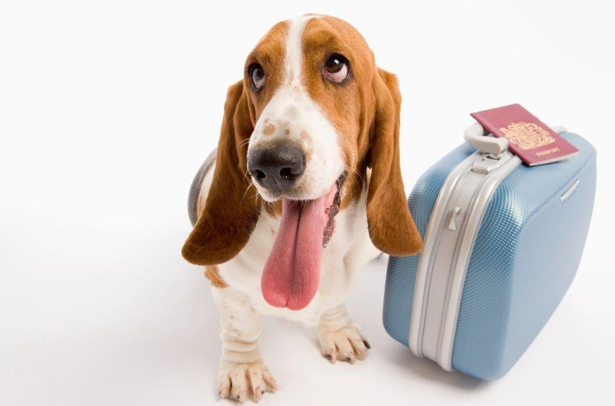 10 consejos para viajar con tu mascota este verano